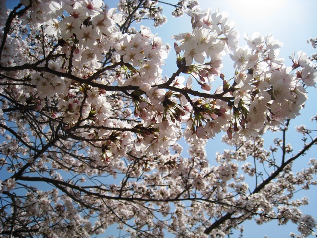 2011桜.jpg