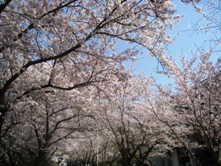 4月6日桜.jpg