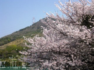 4月6日桜2.jpg