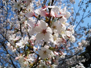 4月6日桜3.jpg