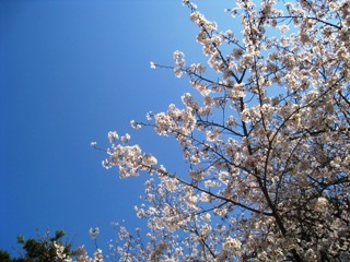 桜4月3日1.jpg