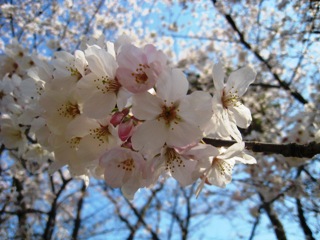 桜4月3日2.jpg